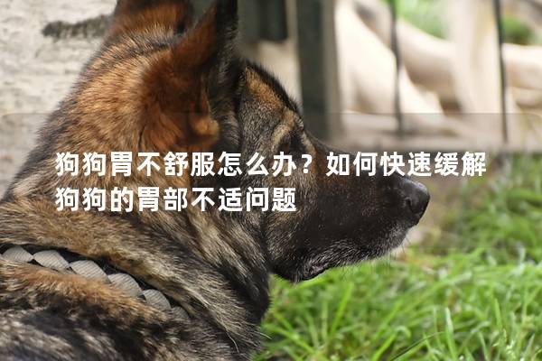 狗狗胃不舒服怎么办？如何快速缓解狗狗的胃部不适问题