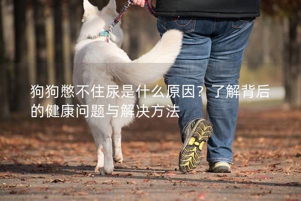 狗狗憋不住尿是什么原因？了解背后的健康问题与解决方法