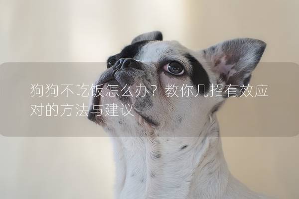 狗狗不吃饭怎么办？教你几招有效应对的方法与建议