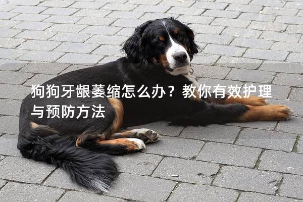 狗狗牙龈萎缩怎么办？教你有效护理与预防方法