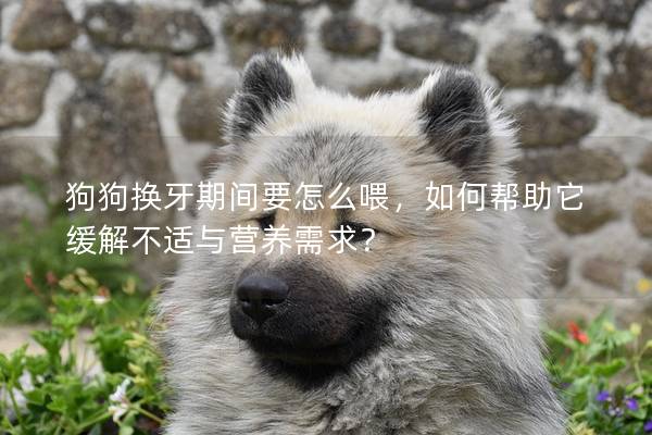 狗狗换牙期间要怎么喂，如何帮助它缓解不适与营养需求？