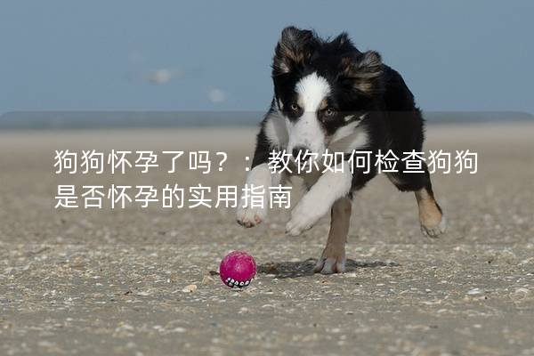 狗狗怀孕了吗？：教你如何检查狗狗是否怀孕的实用指南