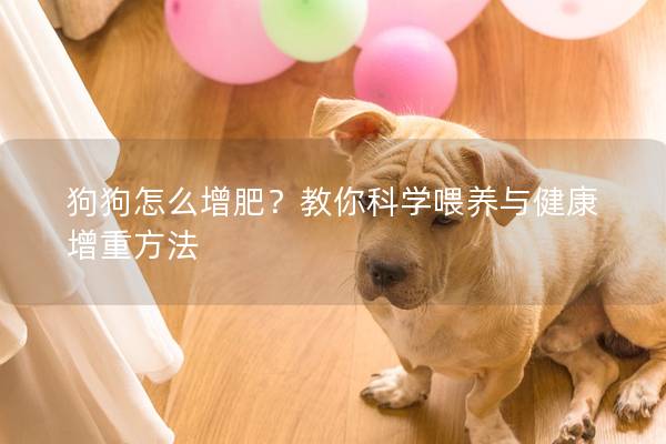 狗狗怎么增肥？教你科学喂养与健康增重方法