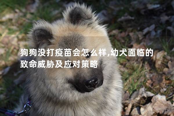 狗狗没打疫苗会怎么样,幼犬面临的致命威胁及应对策略
