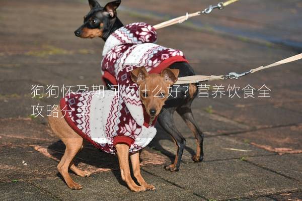 狗狗怀孕期间吃什么好？营养饮食全攻略分享