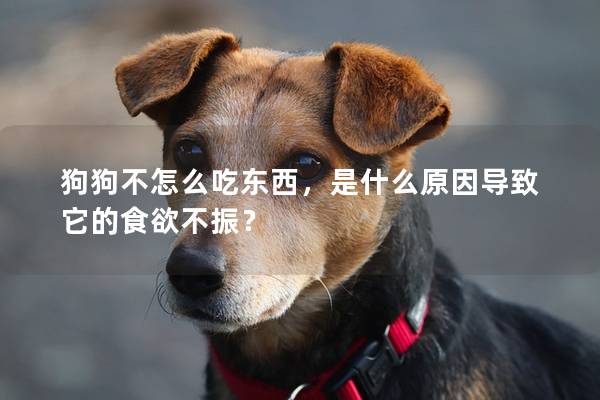 狗狗不怎么吃东西，是什么原因导致它的食欲不振？