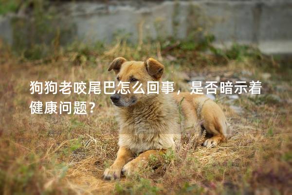 狗狗老咬尾巴怎么回事，是否暗示着健康问题？