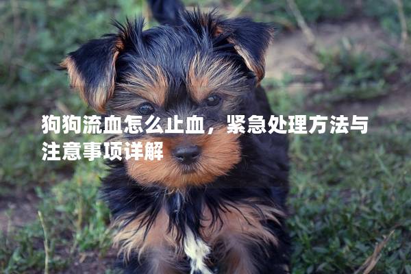 狗狗流血怎么止血，紧急处理方法与注意事项详解