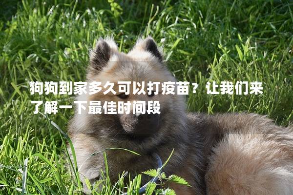 狗狗到家多久可以打疫苗？让我们来了解一下最佳时间段