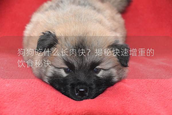 狗狗吃什么长肉快？揭秘快速增重的饮食秘诀