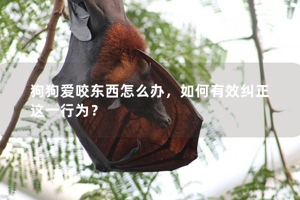 狗狗爱咬东西怎么办，如何有效纠正这一行为？