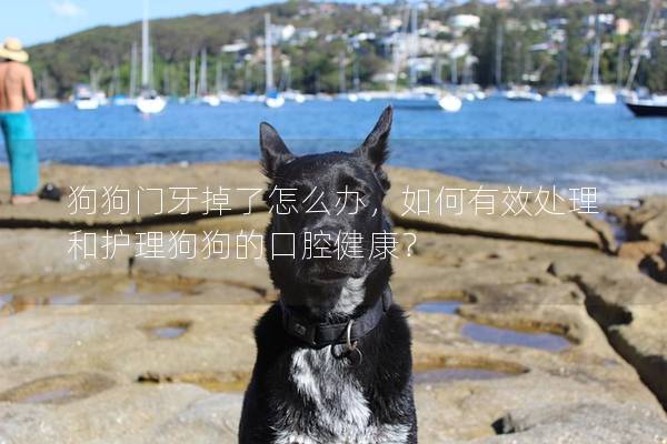 狗狗门牙掉了怎么办，如何有效处理和护理狗狗的口腔健康？