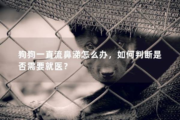 狗狗一直流鼻涕怎么办，如何判断是否需要就医？