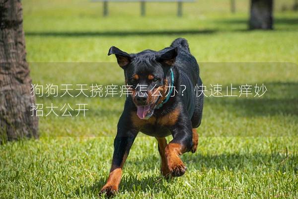 狗狗天天挠痒痒怎么办？快速止痒妙招大公开