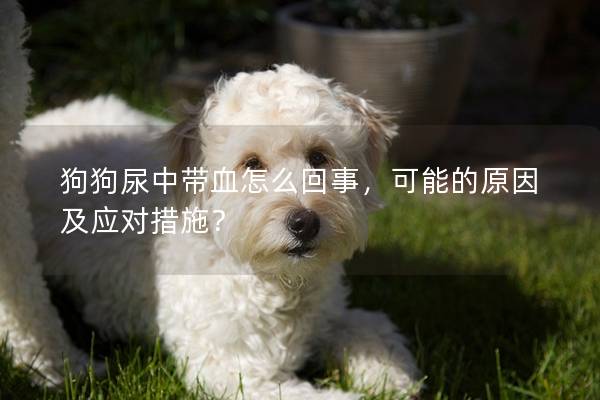狗狗尿中带血怎么回事，可能的原因及应对措施？