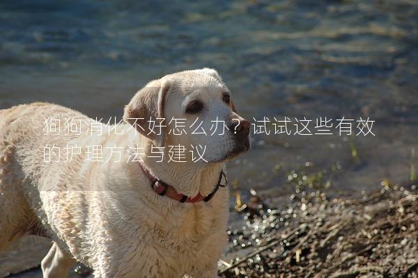 狗狗消化不好怎么办？试试这些有效的护理方法与建议