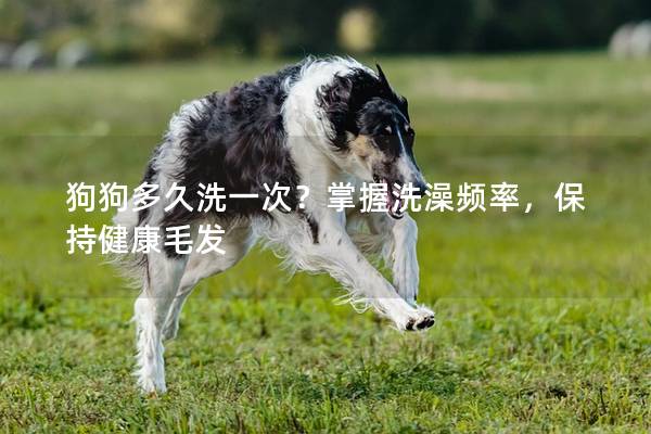 狗狗多久洗一次？掌握洗澡频率，保持健康毛发
