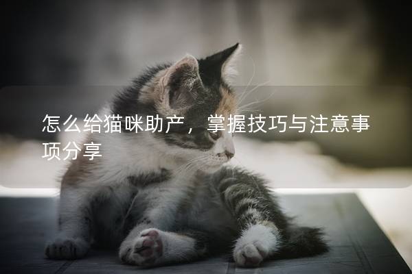 怎么给猫咪助产，掌握技巧与注意事项分享