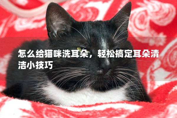 怎么给猫咪洗耳朵，轻松搞定耳朵清洁小技巧