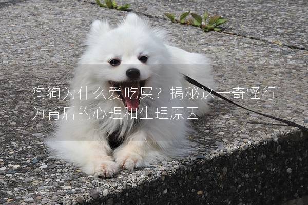 狗狗为什么爱吃屎？揭秘这一奇怪行为背后的心理和生理原因