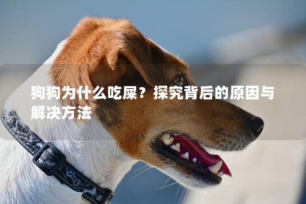 狗狗为什么吃屎？探究背后的原因与解决方法