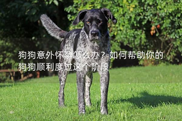 狗狗意外怀孕怎么办？如何帮助你的狗狗顺利度过这个阶段