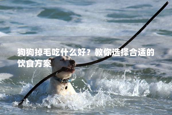 狗狗掉毛吃什么好？教你选择合适的饮食方案