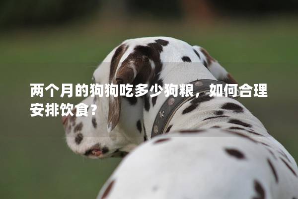 两个月的狗狗吃多少狗粮，如何合理安排饮食？