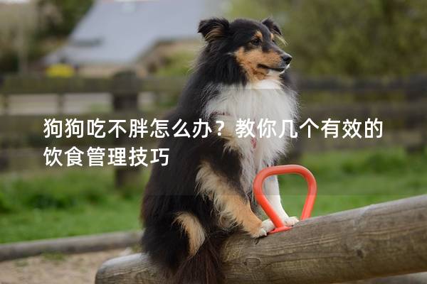 狗狗吃不胖怎么办？教你几个有效的饮食管理技巧