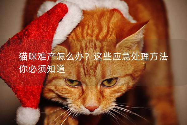 猫咪难产怎么办？这些应急处理方法你必须知道