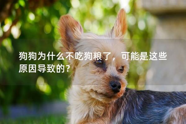 狗狗为什么不吃狗粮了，可能是这些原因导致的？