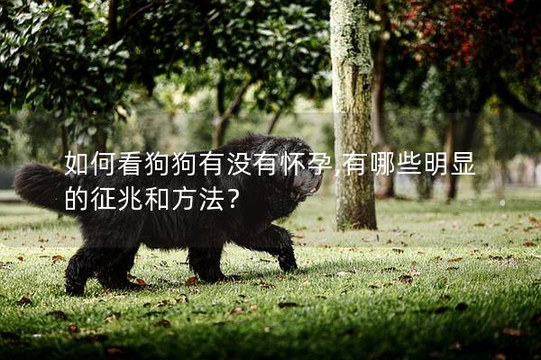 如何看狗狗有没有怀孕,有哪些明显的征兆和方法？