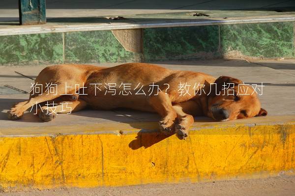 狗狗上吐下泻怎么办？教你几招应对小技巧