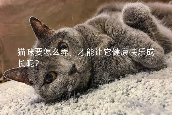 猫咪要怎么养，才能让它健康快乐成长呢？