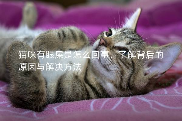 猫咪有眼屎是怎么回事，了解背后的原因与解决方法