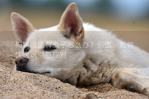 狗狗眼里有虫子怎么办？别慌，教你快速识别与应对