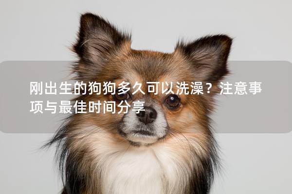 刚出生的狗狗多久可以洗澡？注意事项与最佳时间分享
