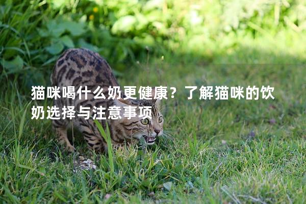 猫咪喝什么奶更健康？了解猫咪的饮奶选择与注意事项