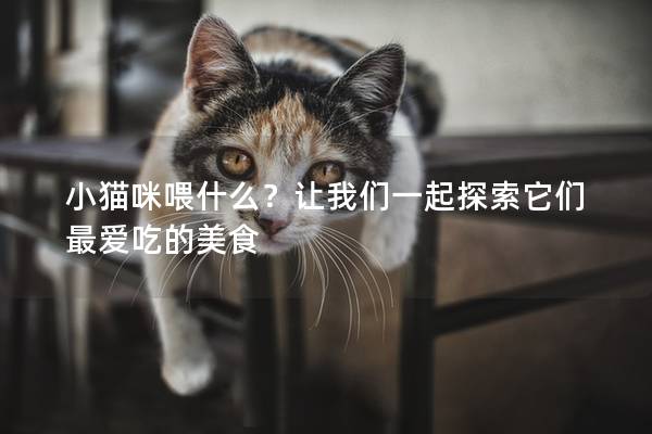小猫咪喂什么？让我们一起探索它们最爱吃的美食