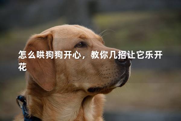 怎么哄狗狗开心，教你几招让它乐开花