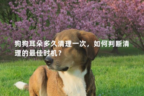 狗狗耳朵多久清理一次，如何判断清理的最佳时机？