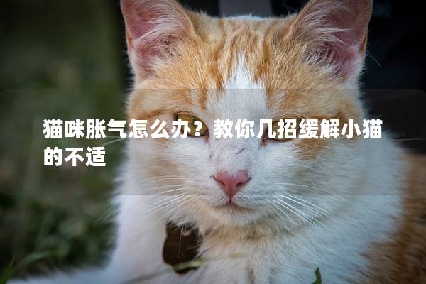 猫咪胀气怎么办？教你几招缓解小猫的不适
