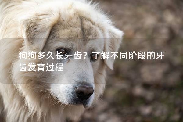狗狗多久长牙齿？了解不同阶段的牙齿发育过程