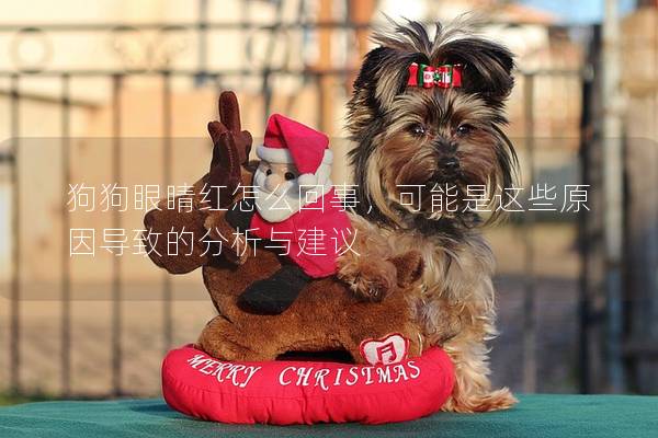 狗狗眼睛红怎么回事，可能是这些原因导致的分析与建议