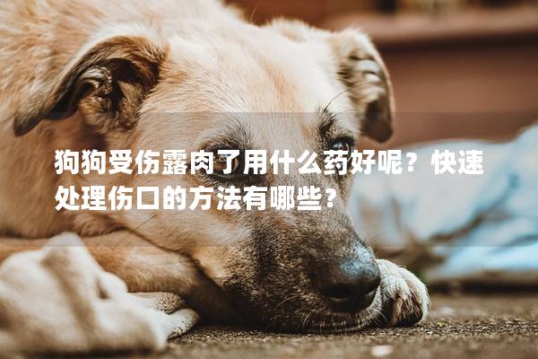 狗狗受伤露肉了用什么药好呢？快速处理伤口的方法有哪些？