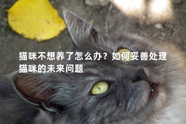 猫咪不想养了怎么办？如何妥善处理猫咪的未来问题