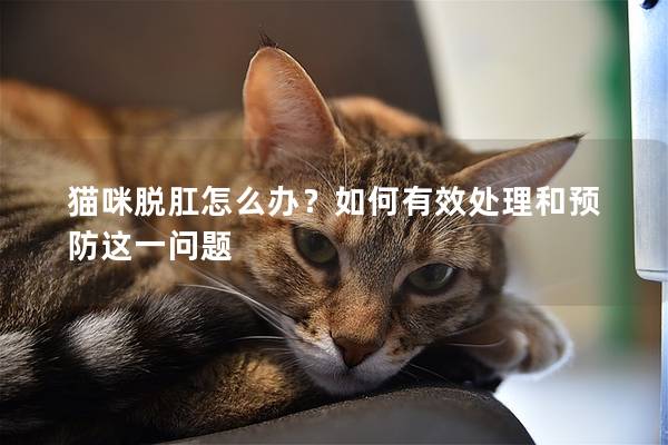 猫咪脱肛怎么办？如何有效处理和预防这一问题