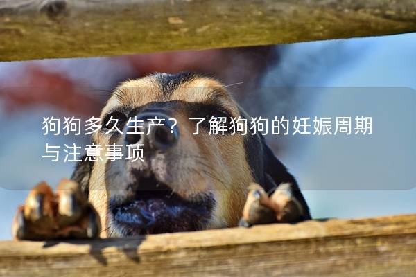 狗狗多久生产？了解狗狗的妊娠周期与注意事项