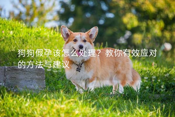 狗狗假孕该怎么处理？教你有效应对的方法与建议