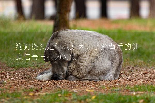 狗狗挠头是什么原因，了解背后的健康信号与行为习惯